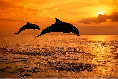 育碧创始人之子被任命为育碧腾讯合资子公司的联合CEO